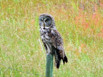 A magnificent Great Grey Owl, one of the many wildlife species in the Christina Lake watershed.