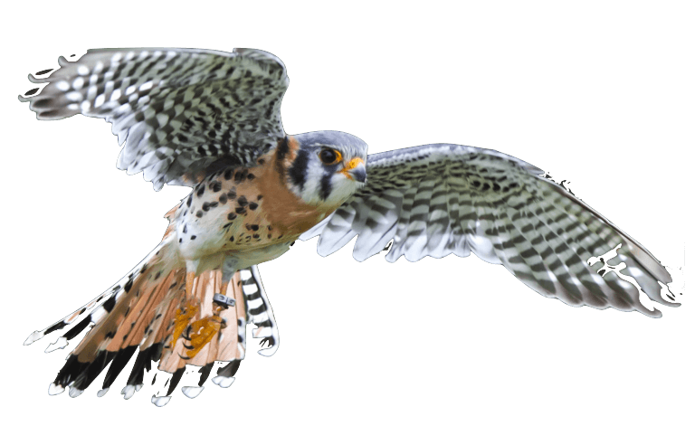 american-kestral