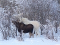 A rare sighting of an albino moose in the Christina Lake area.