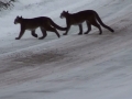 A clear photo of a cougar, a top predator in the ecosystem.