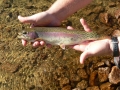 A cutthroat trout, another important fish species in the watershed.