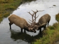 An elk captured on camera by a local resident.