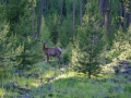 A majestic elk in the forests surrounding Christina Lake.