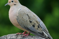 A Mourning Dove, a common bird species found in the Christina Lake area.