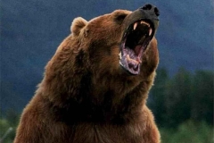 A grizzly bear, one of the large mammals monitored by the CLSS.