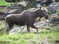 A moose seen in a residential area, highlighting human-wildlife interaction.