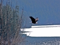 A wild turkey, part of the local bird population.