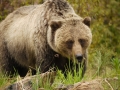 A grizzly bear captured on a trail camera.