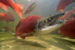 A vibrant red spawning Kokanee salmon, a keystone species for the lake.