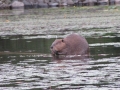 A beaver, a key ecosystem engineer, in the waters of Christina Lake.