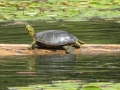 A Western Painted Turtle, a blue-listed species, basking in the sun.