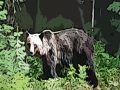 A grizzly bear walking through its natural habitat in the Christina Lake watershed.