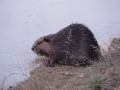 A beaver swimming in the lake.