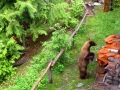 A cinnamon-coloured black bear, highlighting the colour variations in the species.