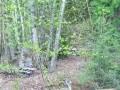A cougar captured by a motion-activated trail camera.