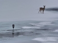 A crane and a deer on the frozen lake in winter.